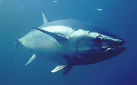 L'UE demande l'interdiction de la pêche du thon rouge