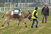 En attendant des volontaires, les petits conducteurs d'ânes apprennent leur mission sur le terrain de footbal. Tout à l'heure, il faudra les mener sur l'étroit chemin de halage.